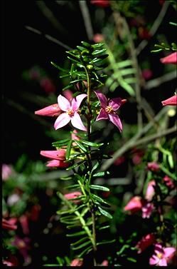 APII jpeg image of Boronia amabilis  © contact APII