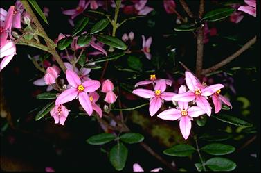 APII jpeg image of Boronia fraseri  © contact APII