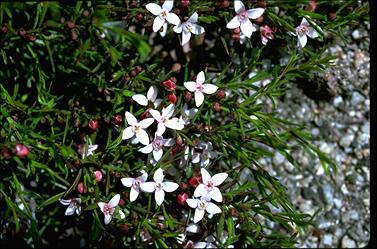 APII jpeg image of Boronia nana var. hyssopifolia  © contact APII