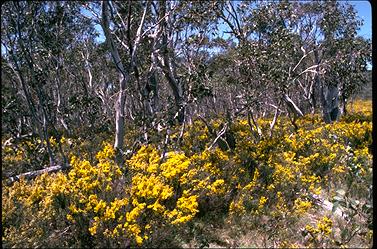 APII jpeg image of Bossiaea foliosa  © contact APII