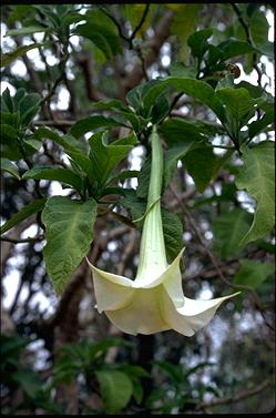 APII jpeg image of Brugmansia sp.  © contact APII