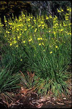 APII jpeg image of Bulbine bulbosa  © contact APII