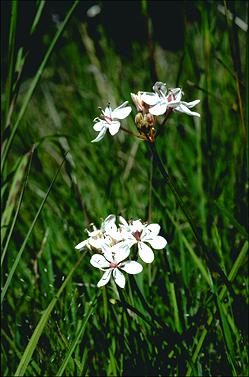 APII jpeg image of Burchardia umbellata  © contact APII