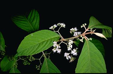 APII jpeg image of Callicarpa longifolia  © contact APII