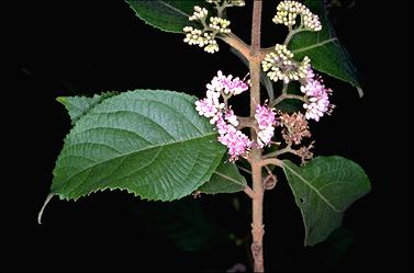 APII jpeg image of Callicarpa pedunculata  © contact APII