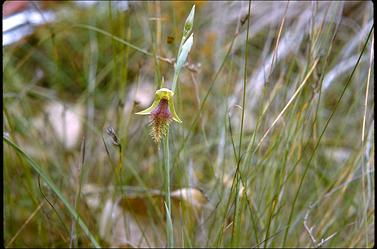 APII jpeg image of Calochilus robertsonii  © contact APII