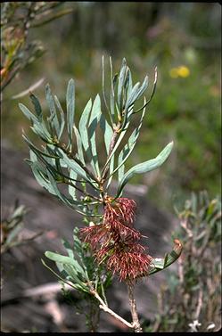 APII jpeg image of Calothamnus planifolius var. pallidifolius  © contact APII