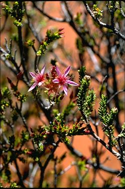 APII jpeg image of Calytrix longiflora  © contact APII