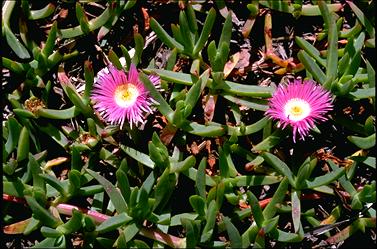 APII jpeg image of Carpobrotus rossii  © contact APII