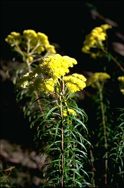 APII jpeg image of Cassinia aureonitens  © contact APII