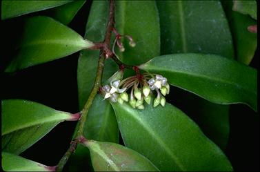 APII jpeg image of Ardisia brevipedata  © contact APII