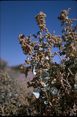 APII jpeg image of Atriplex nummularia  © contact APII