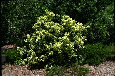 APII jpeg image of Backhousia myrtifolia  © contact APII