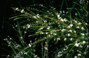 APII jpeg image of Baeckea linifolia  © contact APII