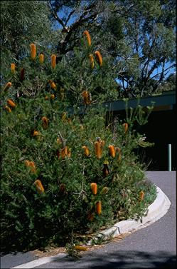 APII jpeg image of Banksia 'Giant Candles'  © contact APII