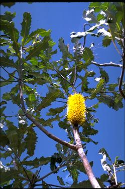 APII jpeg image of Banksia dentata  © contact APII