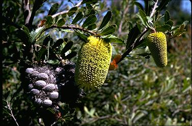 APII jpeg image of Banksia lemanniana  © contact APII