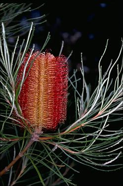 APII jpeg image of Banksia occidentalis  © contact APII