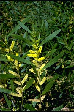 APII jpeg image of Acacia longifolia subsp. sophorae  © contact APII