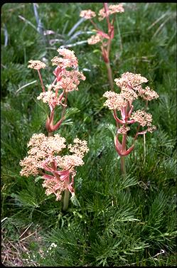 APII jpeg image of Aciphylla glacialis  © contact APII