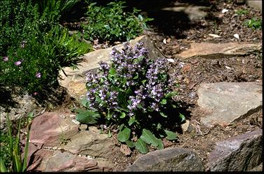 APII jpeg image of Ajuga australis  © contact APII