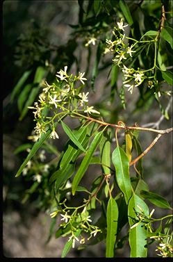 APII jpeg image of Alstonia constricta  © contact APII