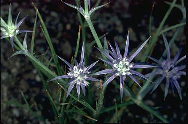 APII jpeg image of Eryngium ovinum  © contact APII