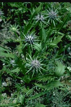 APII jpeg image of Eryngium vesiculosum  © contact APII