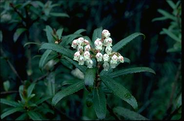 APII jpeg image of Gaultheria hispida  © contact APII