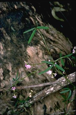 APII jpeg image of Glycine clandestina  © contact APII