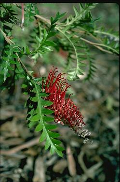 APII jpeg image of Grevillea 'Boongala Spinebill'  © contact APII