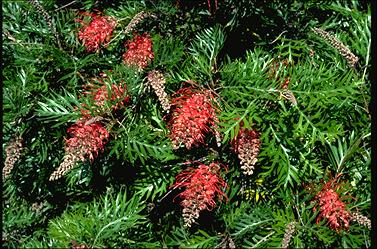 APII jpeg image of Grevillea 'Robyn Gordon'  © contact APII