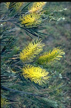 APII jpeg image of Grevillea 'Sandra Gordon'  © contact APII