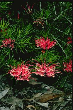 APII jpeg image of Grevillea 'Scarlet Sprite'  © contact APII