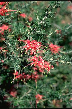 APII jpeg image of Grevillea hirtella  © contact APII