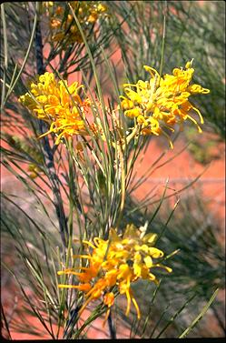 APII jpeg image of Grevillea juncifolia  © contact APII