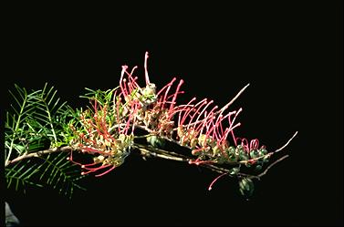 APII jpeg image of Grevillea nana  © contact APII