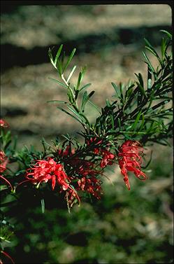 APII jpeg image of Grevillea exposita  © contact APII