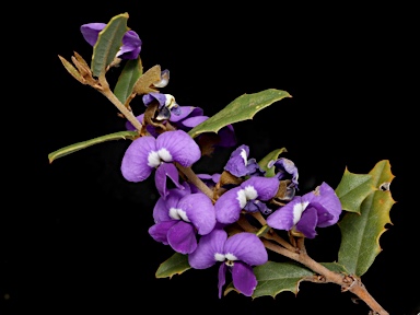 APII jpeg image of Hovea chorizemifolia  © contact APII