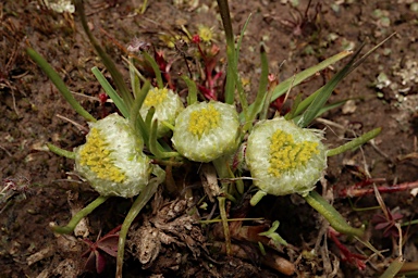 APII jpeg image of Myriocephalus rhizocephalus  © contact APII