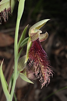 APII jpeg image of Calochilus robertsonii  © contact APII