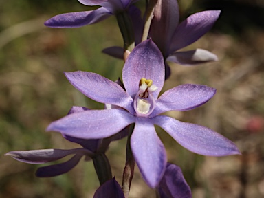 APII jpeg image of Thelymitra megcalyptra  © contact APII