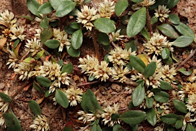 APII jpeg image of Alternanthera sp. A Flora of New South Wales (M.Gray 5187)  © contact APII