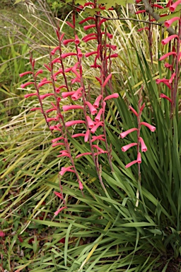 APII jpeg image of Watsonia aletroides  © contact APII