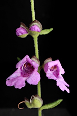 APII jpeg image of Prostanthera denticulata  © contact APII