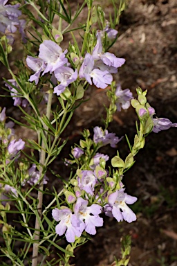 APII jpeg image of Prostanthera nivea  © contact APII