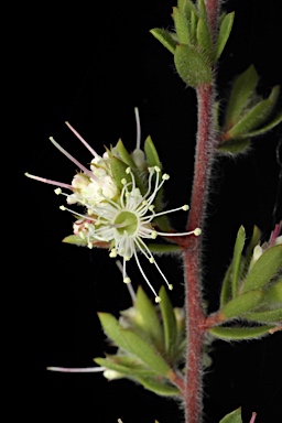 APII jpeg image of Kunzea rupestris  © contact APII