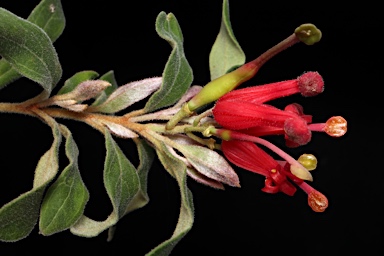 APII jpeg image of Grevillea mollis  © contact APII