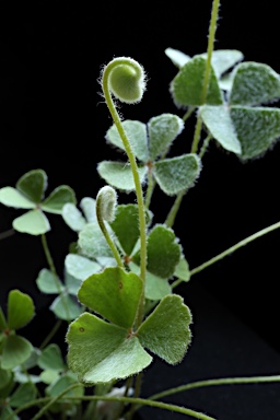 APII jpeg image of Marsilea drummondii  © contact APII