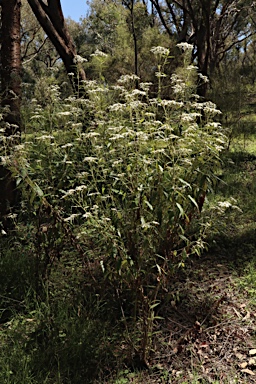 APII jpeg image of Olearia gravis  © contact APII